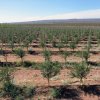 Plantación