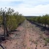 Plantación
