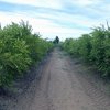 Plantación